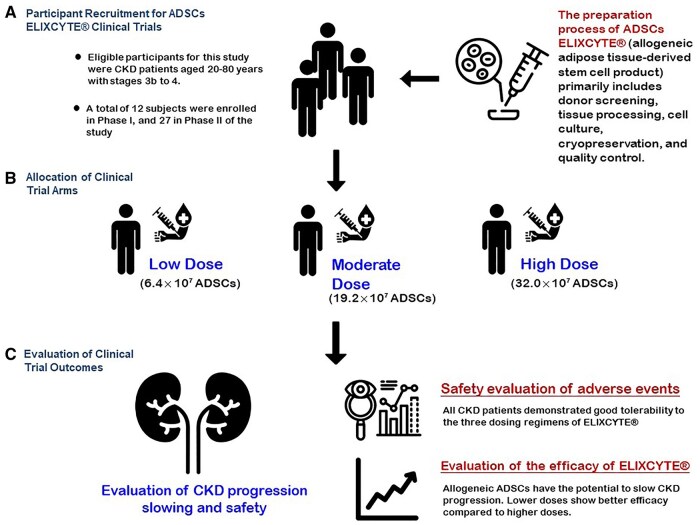 該圖文摘要總結了ELIXCYTE臨床試驗，重點介紹了慢性腎臟?。–KD）患者的招募、異體脂肪干細胞（ADSCs）低劑量、中劑量和高劑量組的分配以及療效評估。試驗證實了良好的安全性，延緩了CKD的進展，并在較低劑量下顯示出更佳的療效，凸顯了ELIXCYTE在CKD治療中的治療潛力。