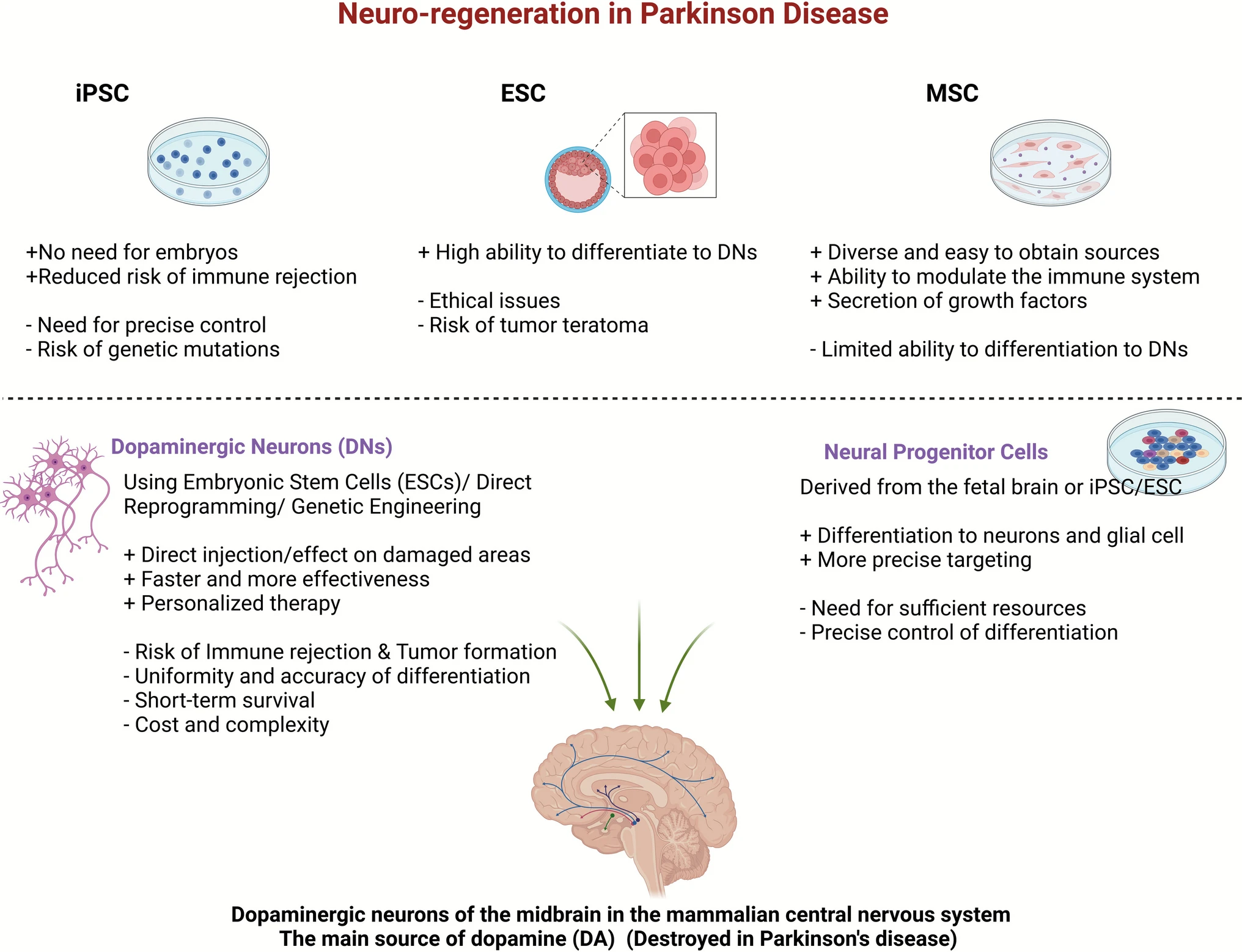 圖2：用于帕金森病細(xì)胞療法的不同干細(xì)胞來源及其優(yōu)缺點(diǎn)