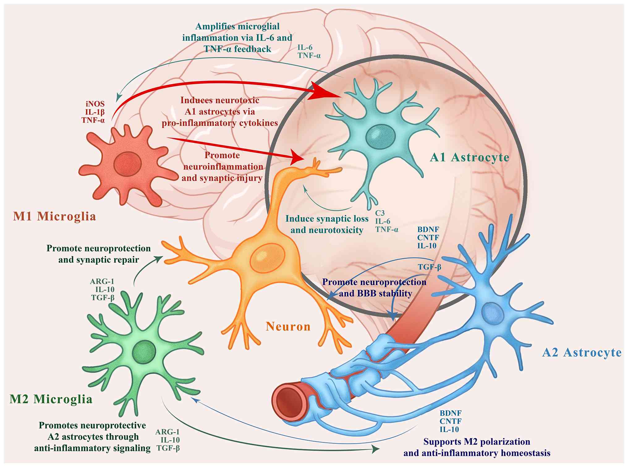 圖1：自閉癥譜系障礙患者大腦中小膠質細胞、星形膠質細胞和神經(jīng)元之間的相互作用。M1型小膠質細胞和A1型星形膠質細胞釋放促炎細胞因子（例如TNF-α、IL-1β和IL-6），這些細胞因子會加劇神經(jīng)炎癥并誘導突觸損傷。相反，M2型小膠質細胞和A2型星形膠質細胞分泌抗炎因子和神經(jīng)營養(yǎng)因子（例如IL-10、TGF-β、BDNF和CNTF），從而促進突觸修復、血腦屏障穩(wěn)定性和體內平衡。