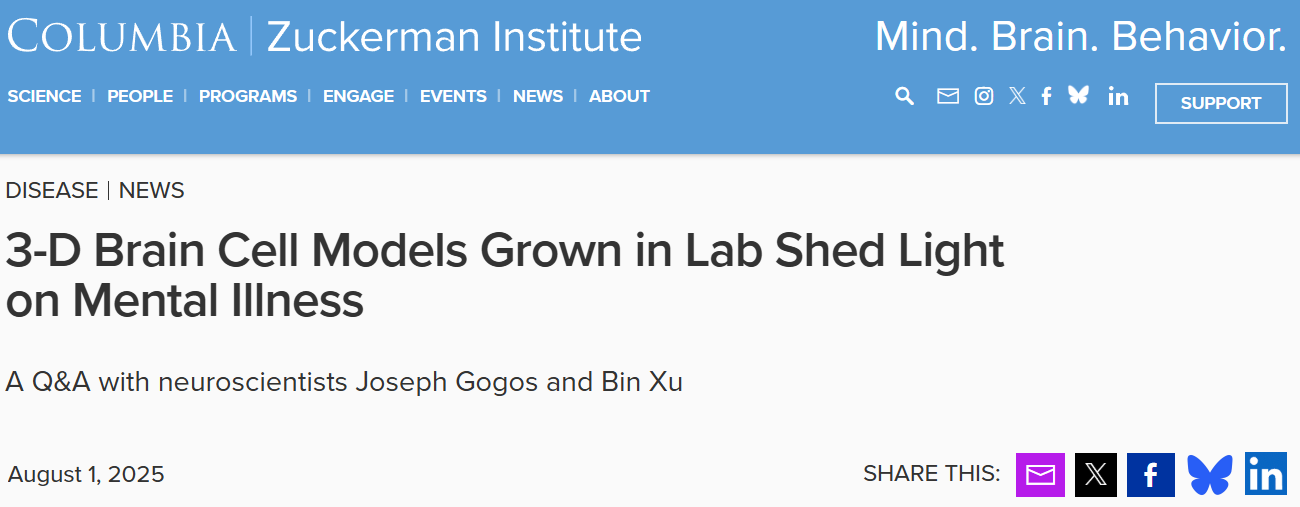 實驗室培養的三維腦細胞模型揭示精神疾病的奧秘