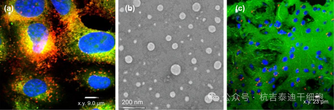 圖1：細胞、組織和透射電鏡 (TEM) 下的小型細胞外囊泡 (sEVs)。細胞產生的 sEVs（例如，外泌體）直徑為 30–150 nm，可以穿過血腦屏障。