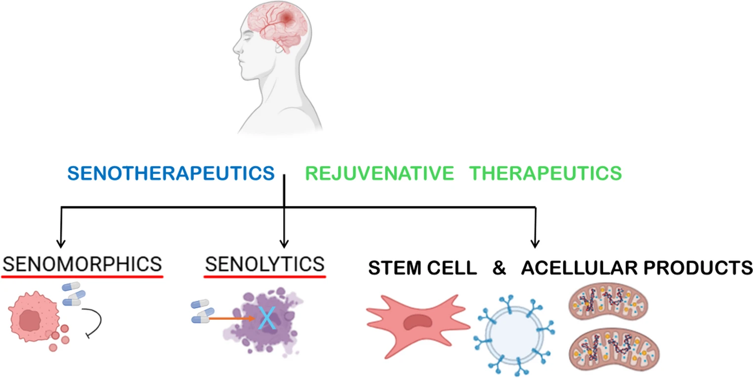 圖3：以干細胞療法為代表的神經衰老治療策略正成為一種新興的干預手段。圖3展示了旨在靶向大腦衰老和神經退行性疾病中細胞衰老的主要神經衰老治療策略。