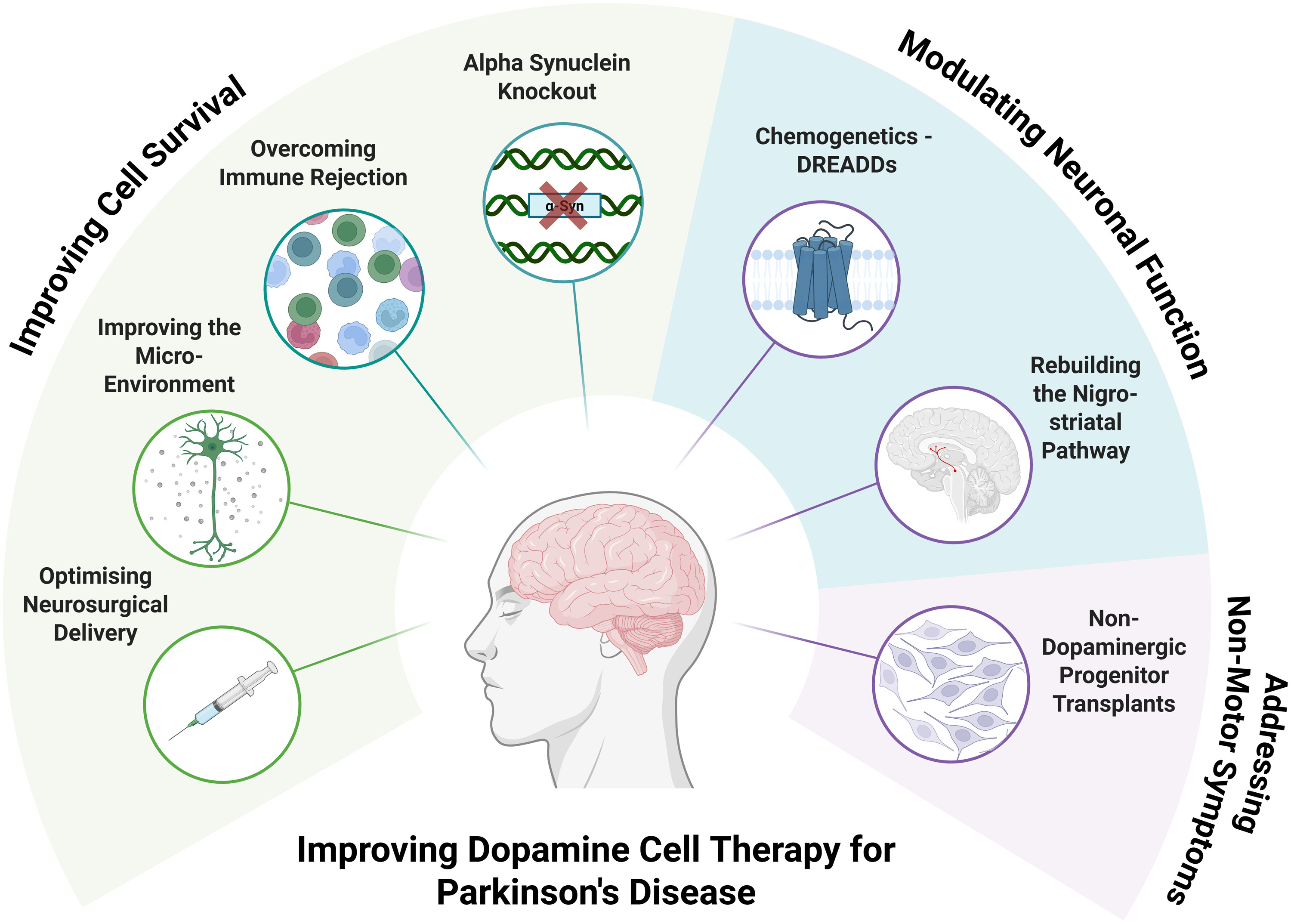 圖1：改進(jìn)干細(xì)胞衍生多巴胺細(xì)胞療法治療帕金森病。